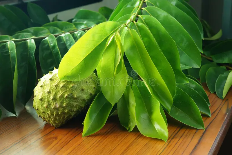 Soursop Leaves - 200g