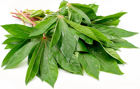 Tapioca Leaves - 250g