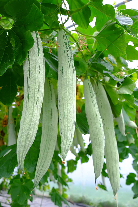Sri Lankan Snake Gourd -250g