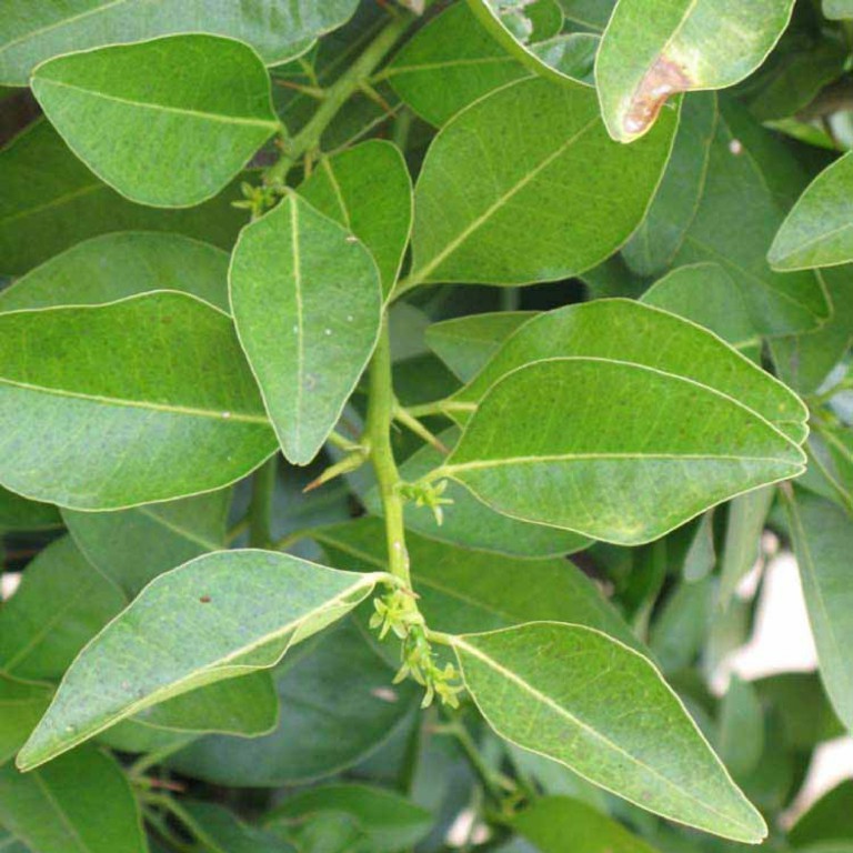 Yaki Naran Leaves - 100g