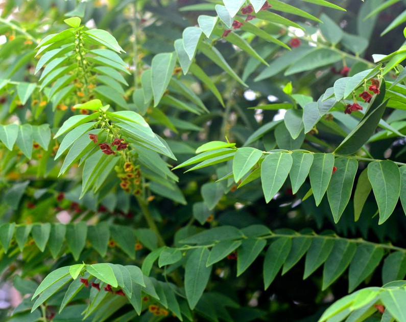 Japan Batu Leaves - 200g