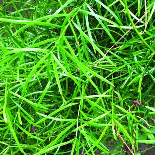 Hathawariya - 250g