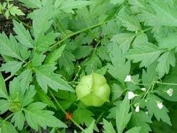 Welpenela Leaves - 250g